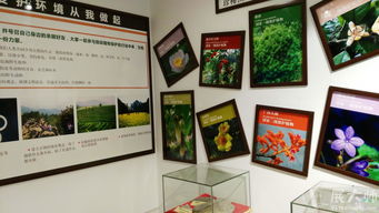 三牛文化攜手桂林植物園科普展廳，展大師特裝工廠(chǎng)鑄就專(zhuān)業(yè)展覽新典范